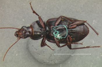 Media type: image;   Entomology 79 Aspect: habitus ventral view